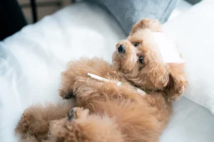 制作実績のタイトルが入ります。を選択制作実績のタイトルが入ります。制作実績のタイトルが入ります。